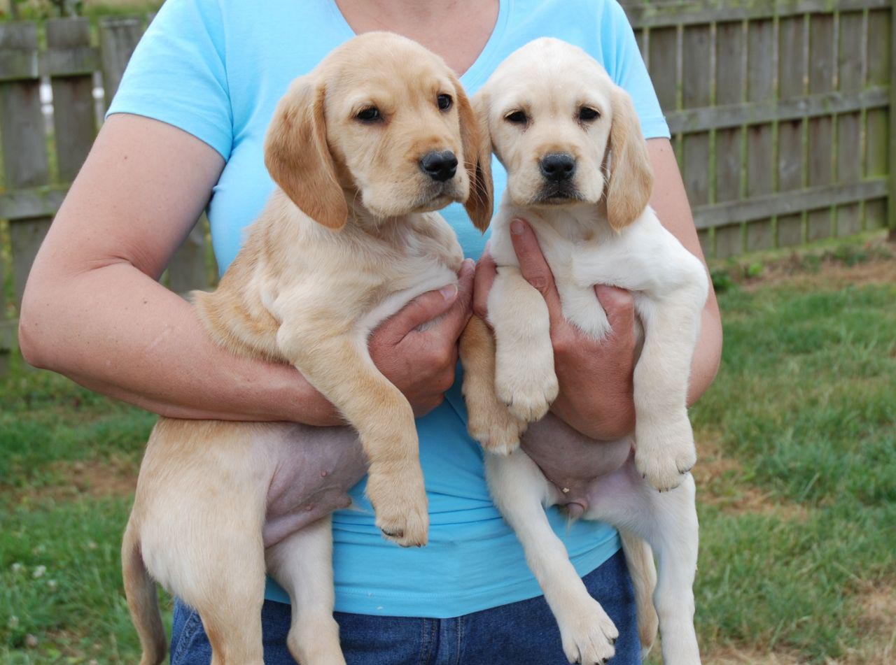 cocker labrador