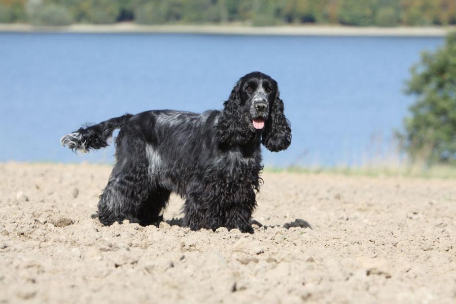 Cocker Spaniel Docked Tail