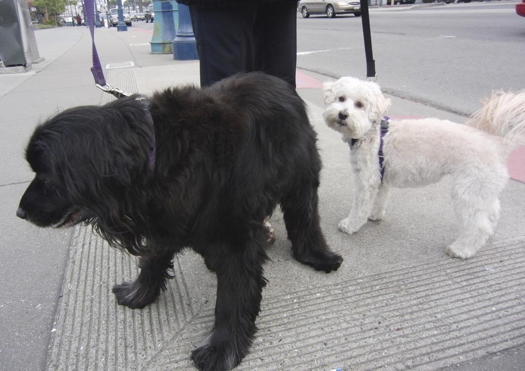 Cocker Spaniel Labrador Mix Dog