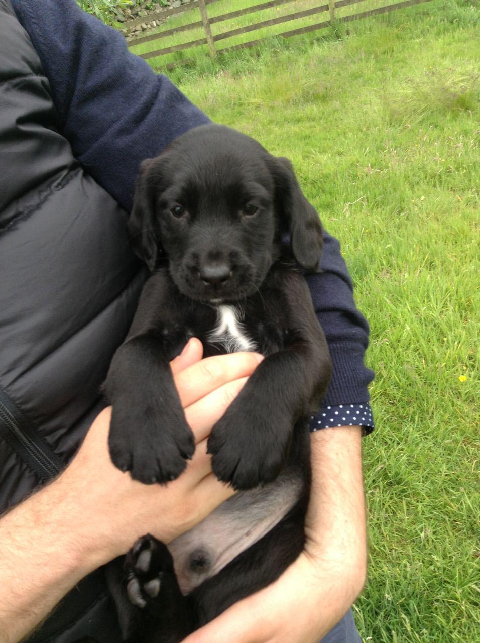 spaniel cross labrador puppies