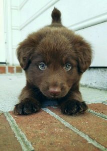 Cocker Spaniel Mix Labrador 