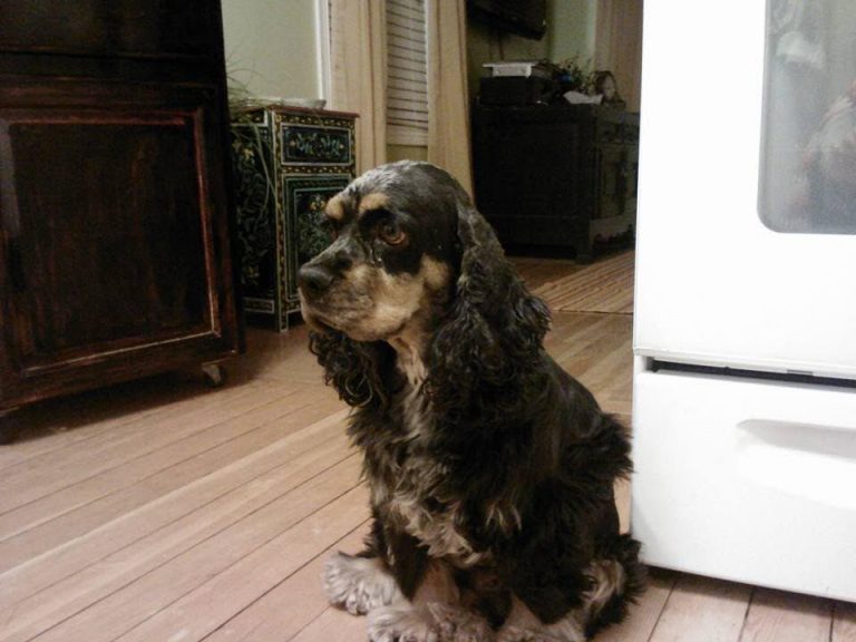 Cocker Spaniel Pregnancy Time