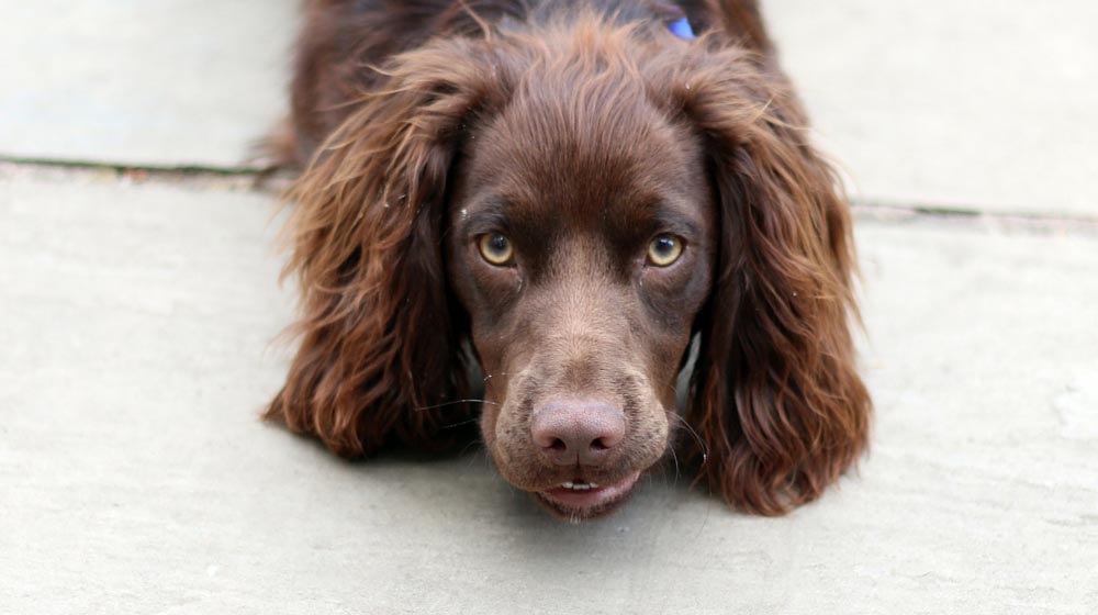 Cocker Spaniel Skin Problems Itching