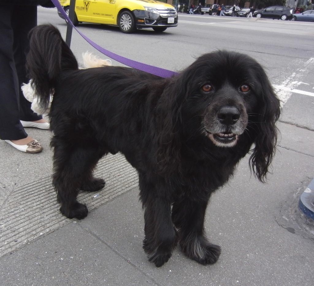 Cocker Spaniel x Labrador Size