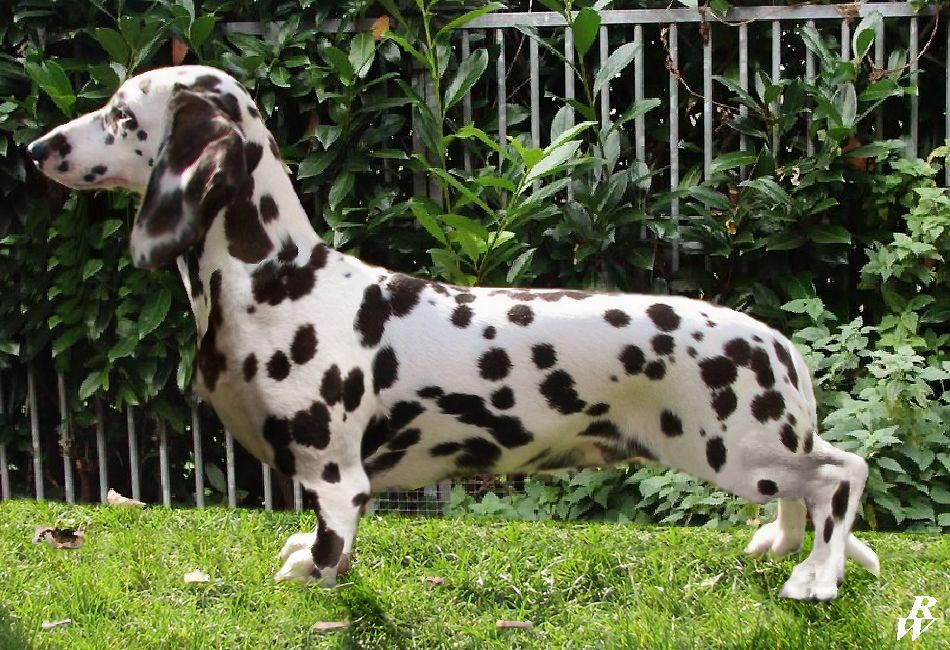 Dachshund and Dalmatian Mix