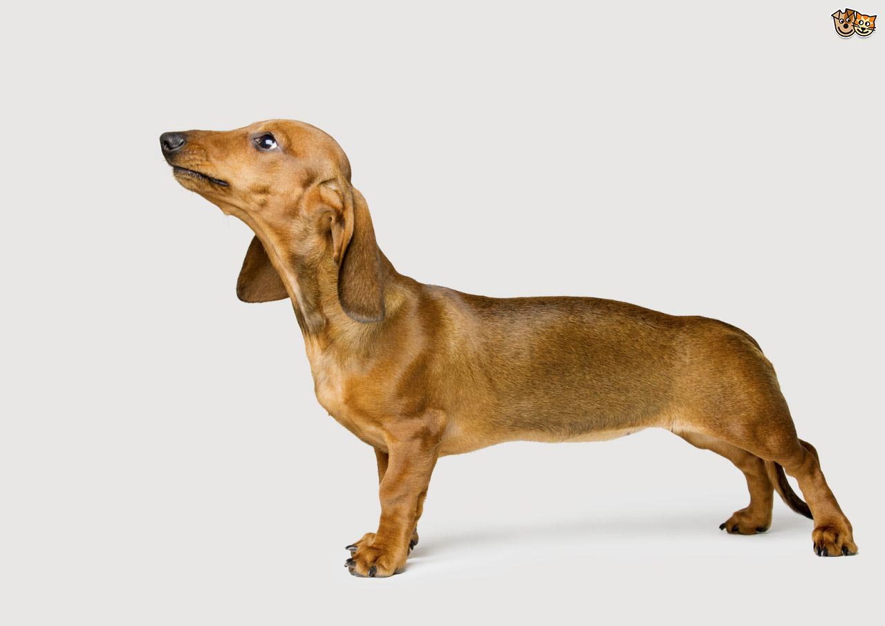 Dachshund Back Leg Problems