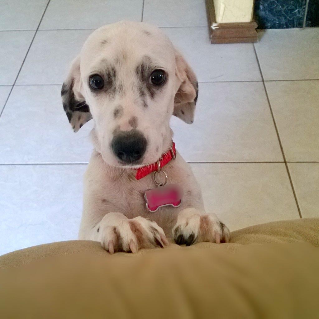 dalmatian x dachshund