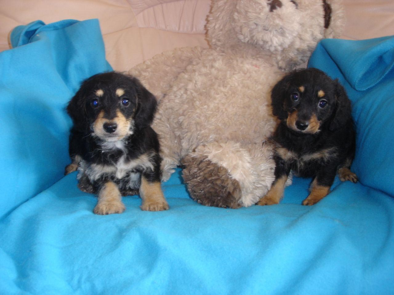 Dachshund Cross Poodle