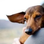 Dachshund Dog Pregnancy Symptoms