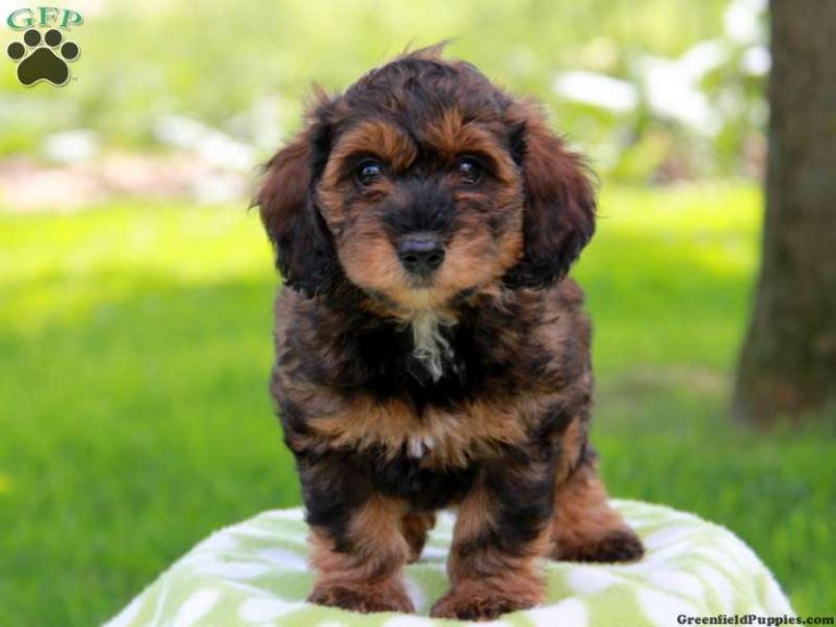 Dachshund Poodle Mix Breeders