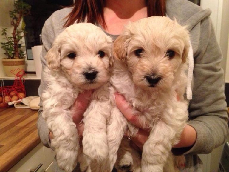 Dachshund Poodle Mix White