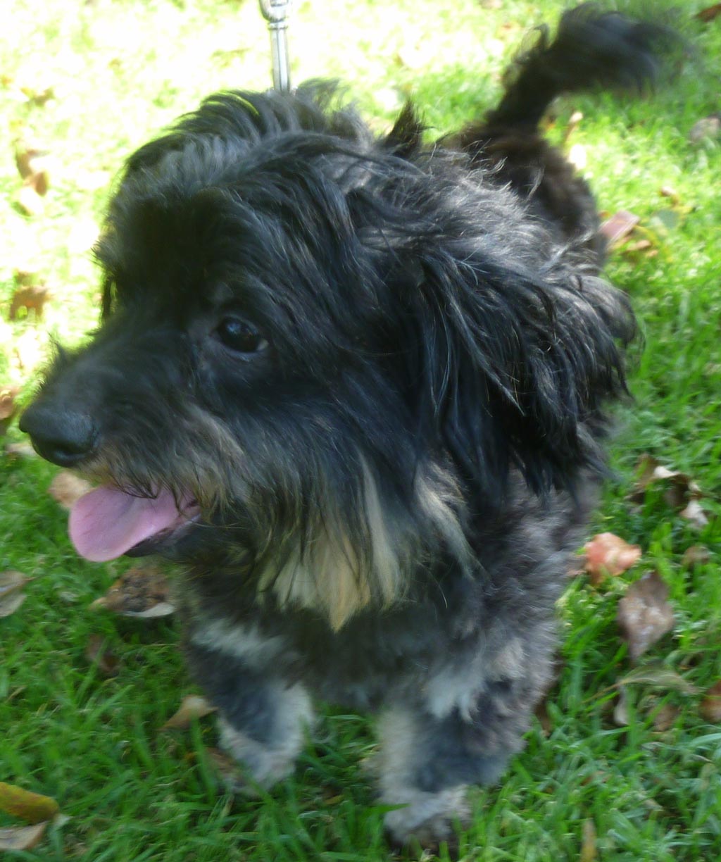 Dachshund Terrier Poodle Mix
