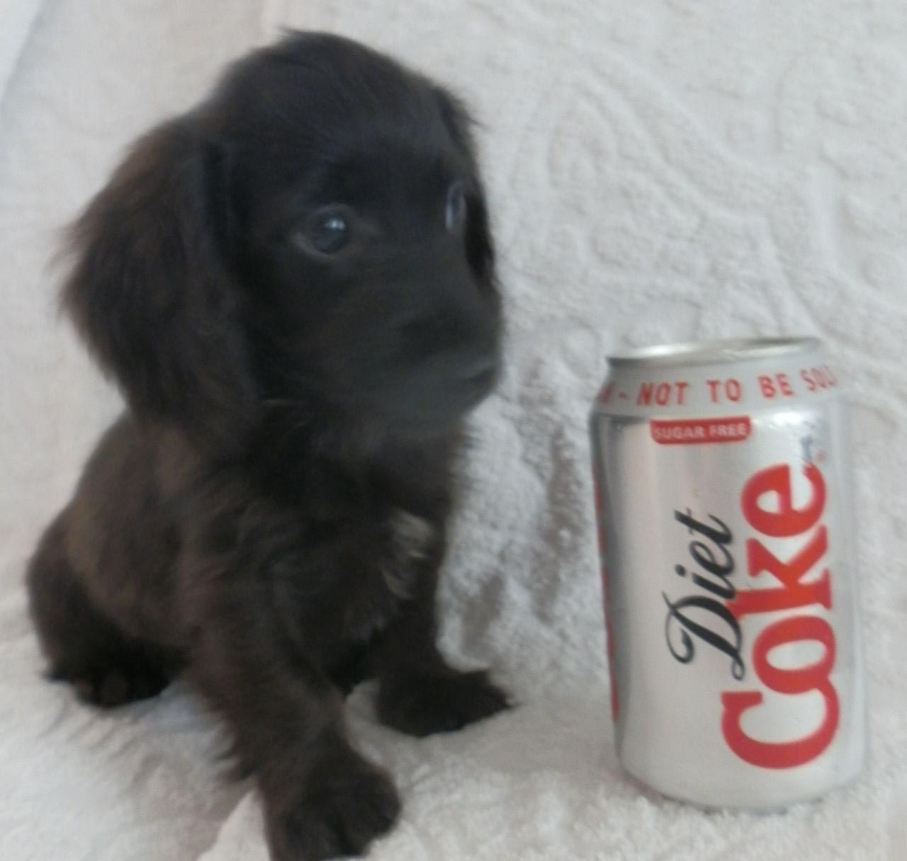 Dachshund x Toy Poodle Puppies