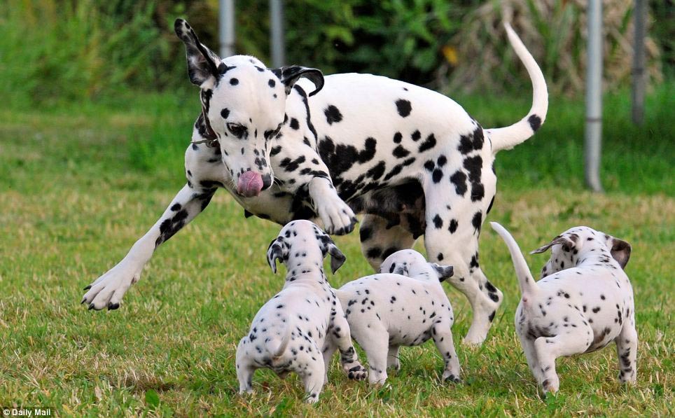 dalmatian x dachshund