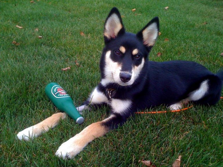 Doberman German Shepherd Husky Mix