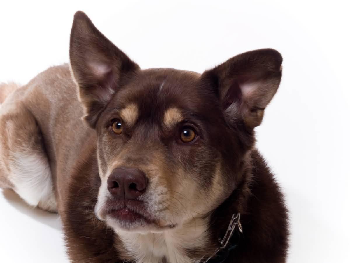 doberman and lab mix