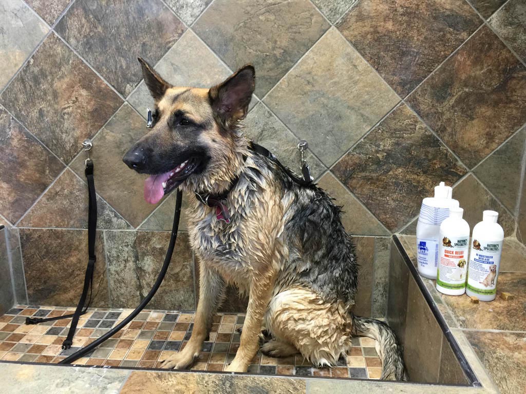 Dry Skin on German Shepherd What May This Mean? Dog