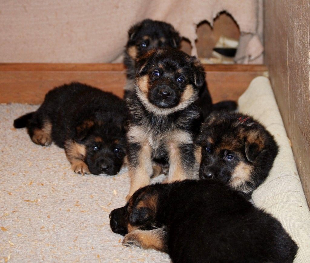 Feeding 3 Week Old German Shepherd Puppies