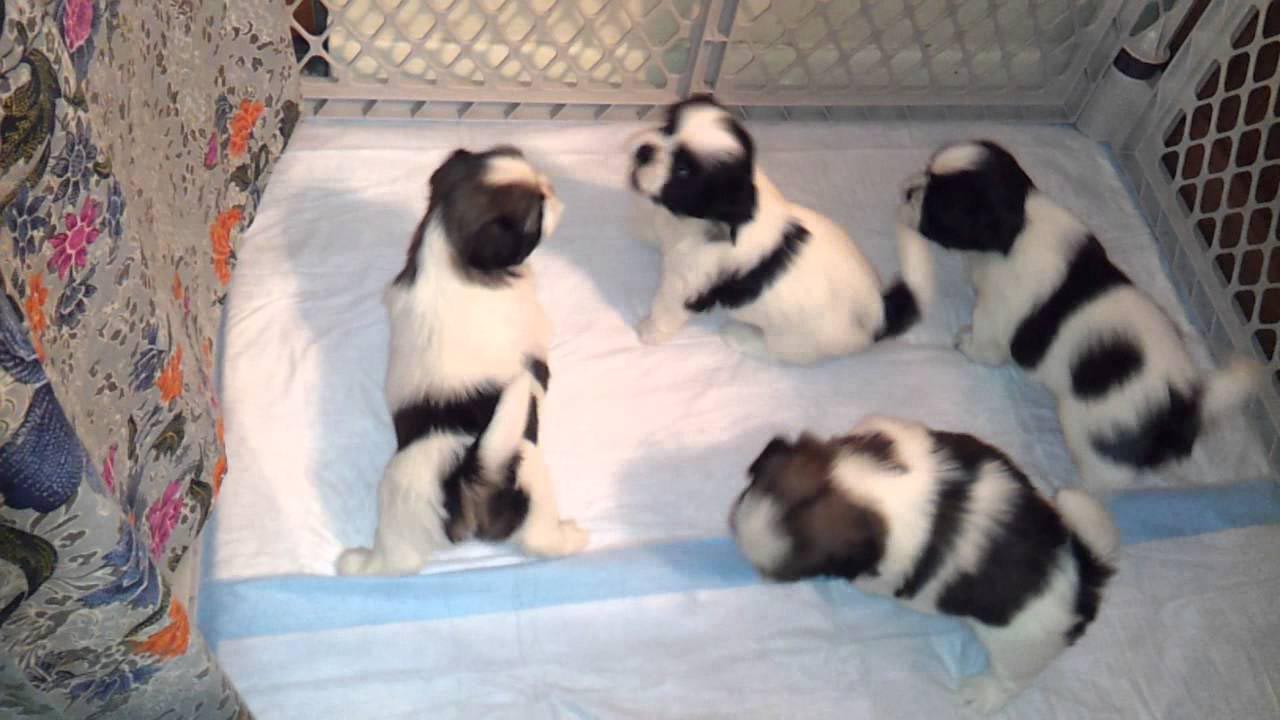 Feeding 6 Week Old Shih Tzu Puppy Dog Breed Information