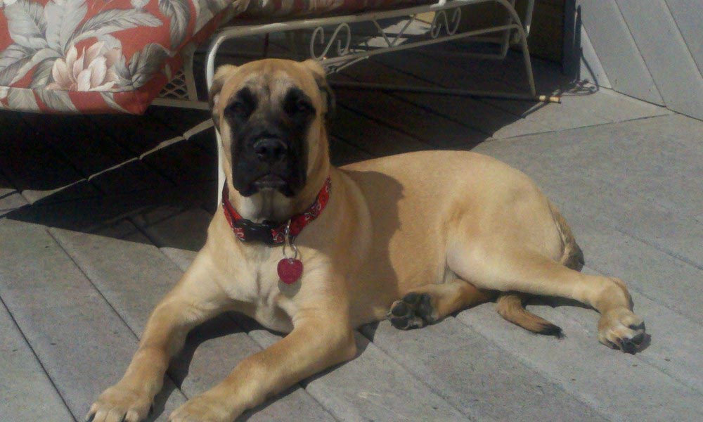 German Shepherd Bullmastiff Mix