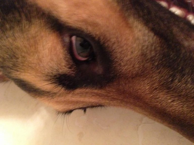 German Shepherd Eyes are Red