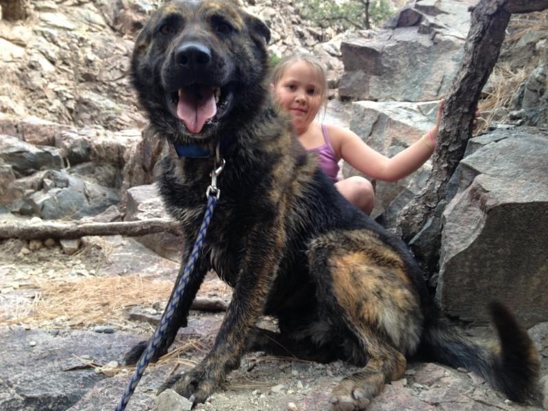 German Shepherd Mastiff Mix Brindle