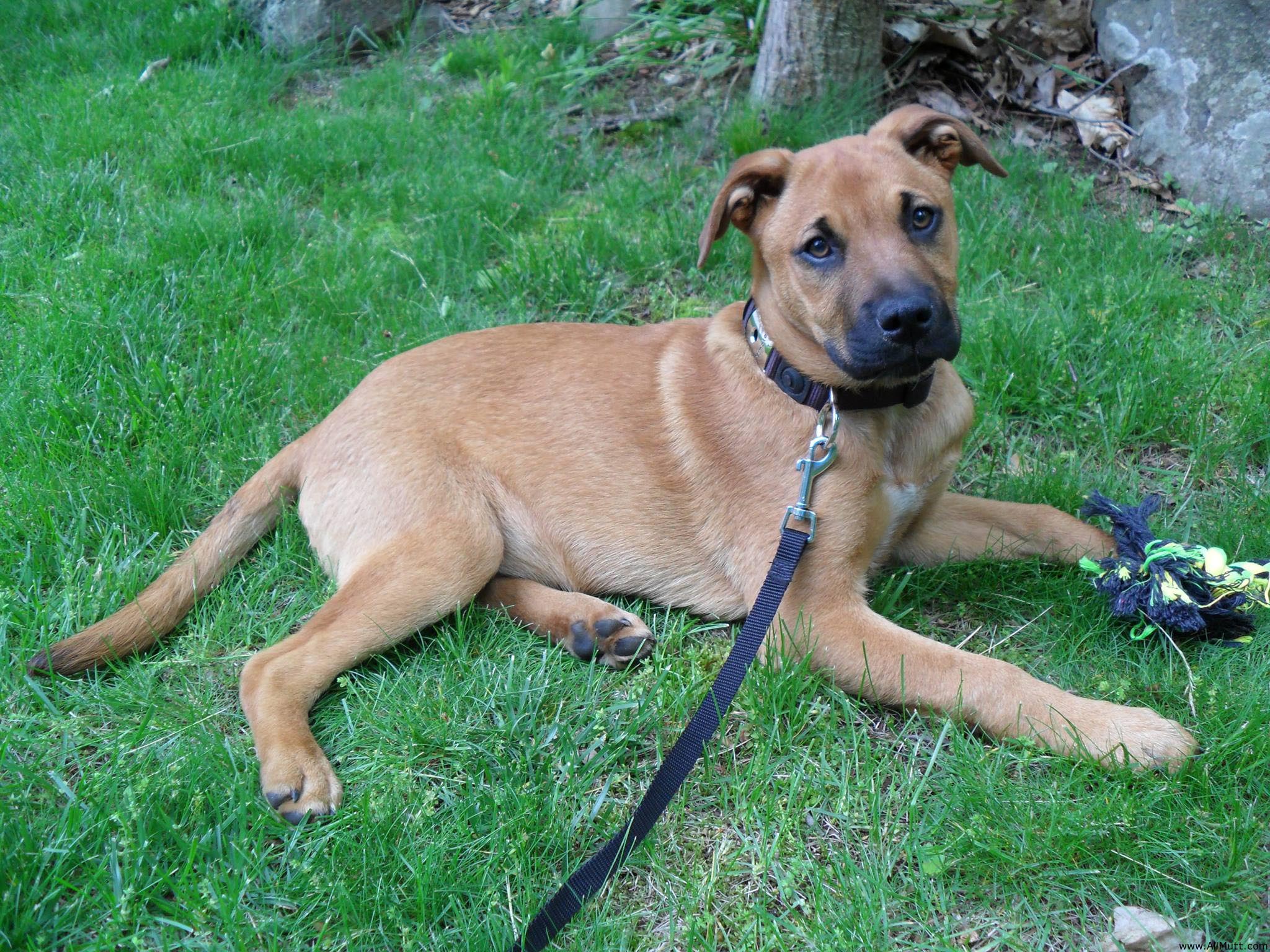 German Shepherd Mastiff Mix Temperament