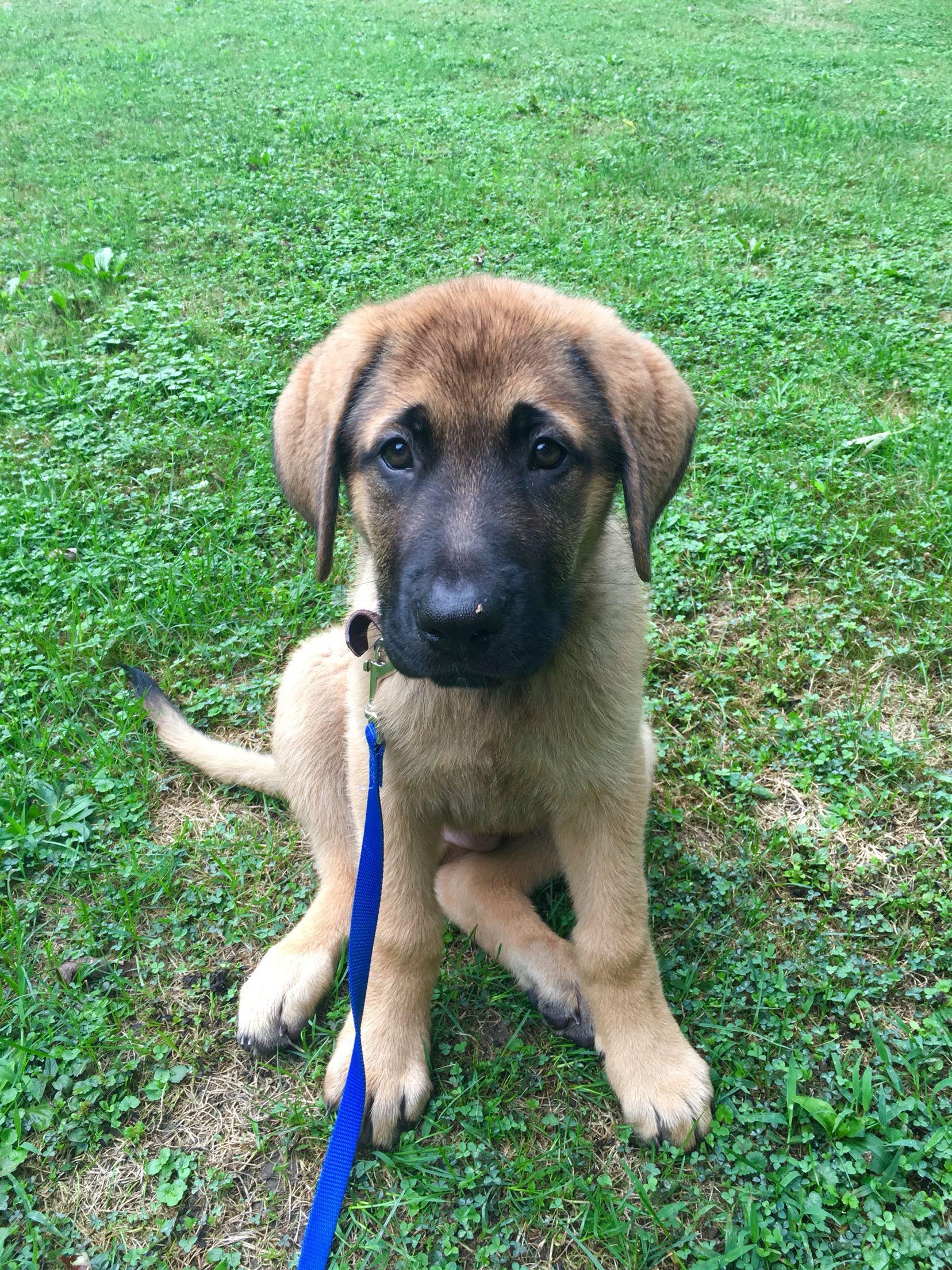 mastiff cross puppies