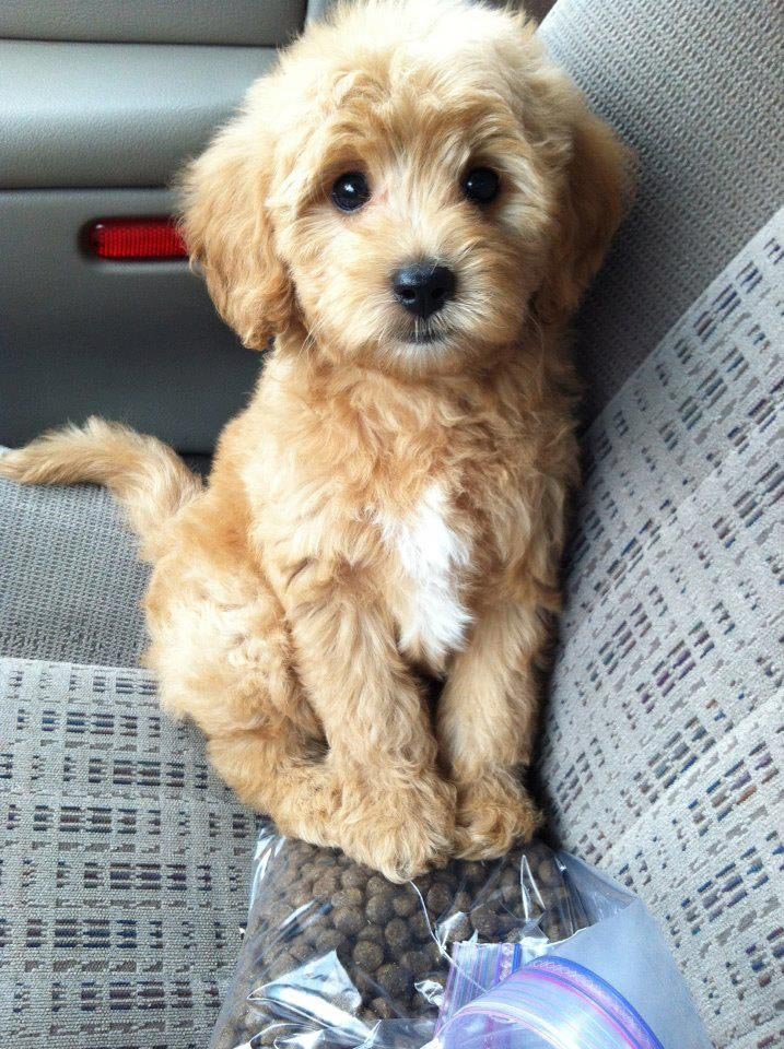 shih tzu golden retriever mix puppy