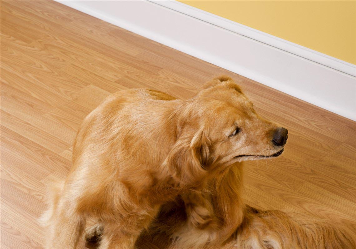 Golden Retriever Skin Disease