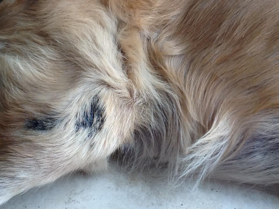 Golden Retriever Skin Problem