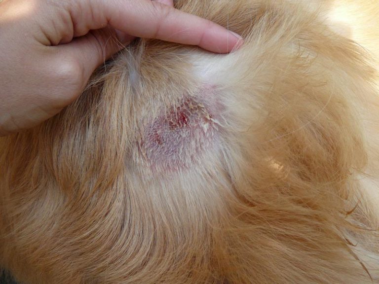 Labrador Retriever Skin Problem Factors Golden Retriever Skin Problems