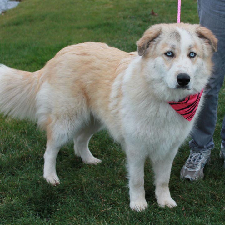 Great Pyrenees and Husky Mix Puppies