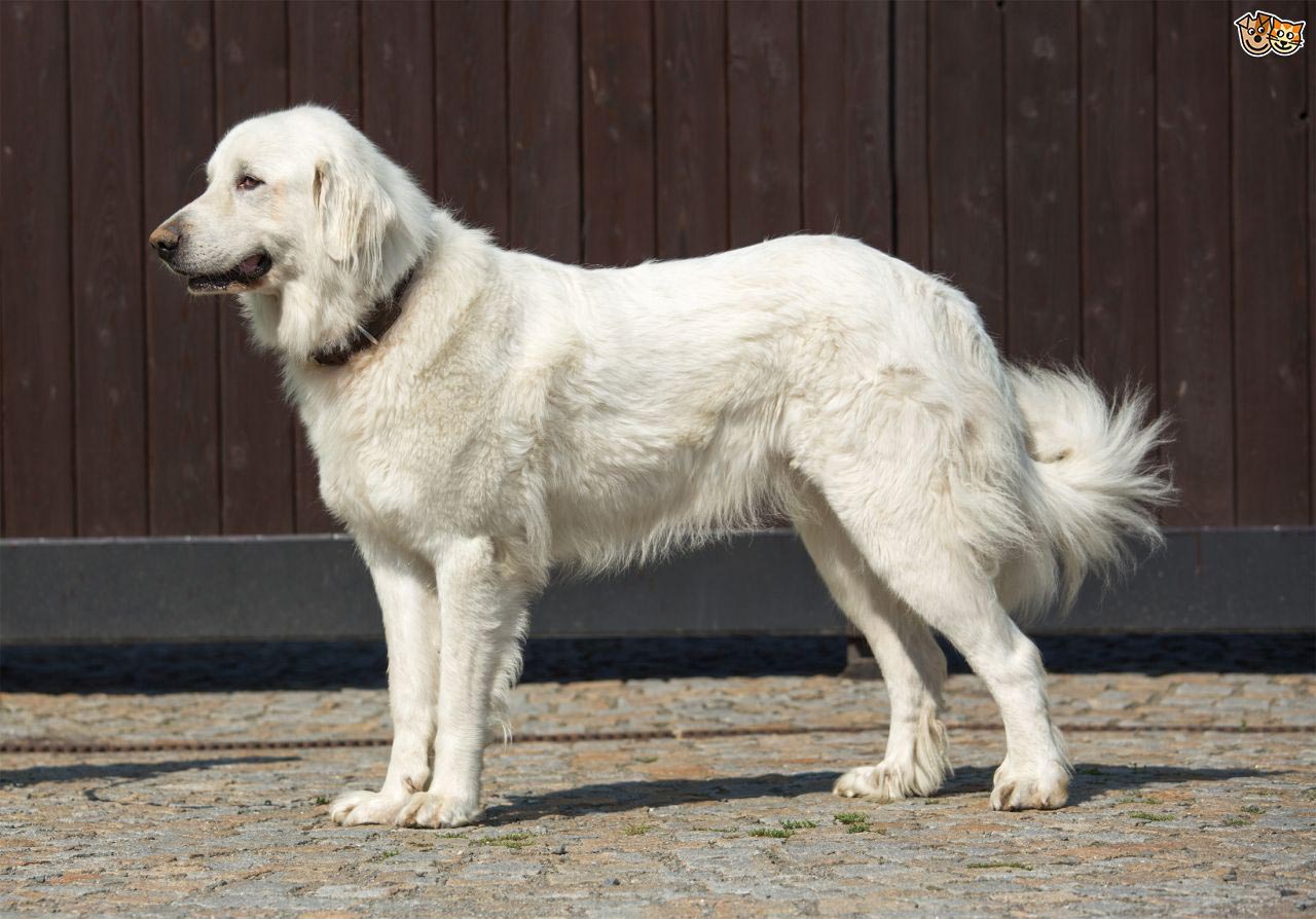 Great Pyrenees Husky Mix Shedding