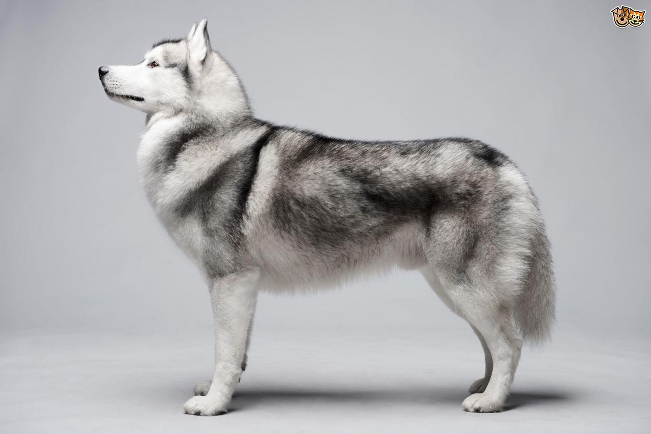 How Long are Siberian Huskies Pregnant