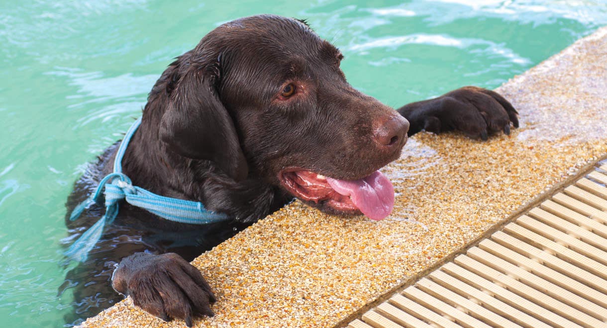 How Long Can a Labrador Retriever Swim