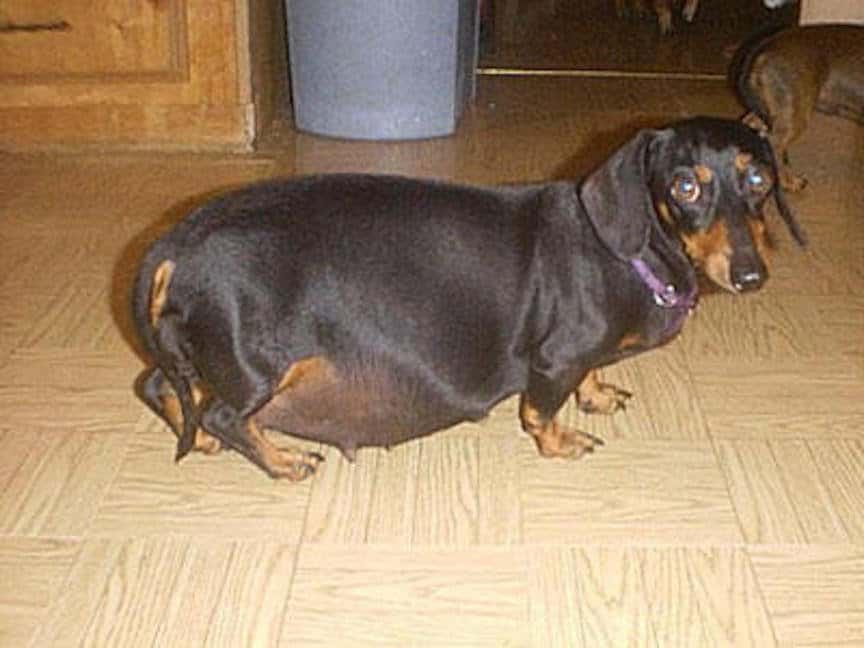 How Long is a Dachshund Pregnant