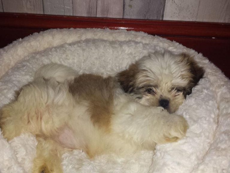 How Long is a Shih Tzu Pregnant