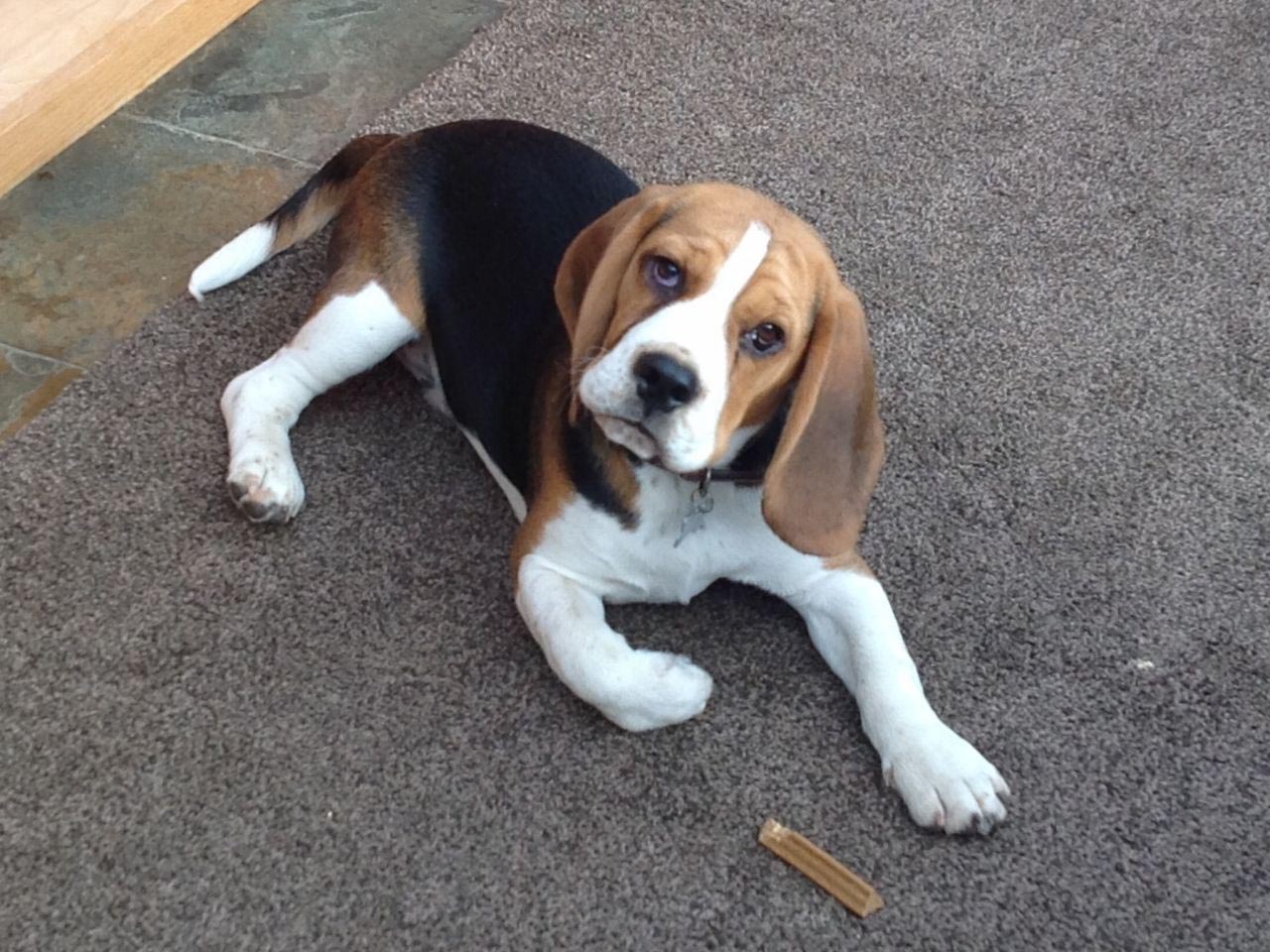 How Much Does a Beagle Weight at 3 Months
