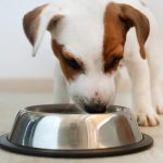 How Much Food Should Jack Russell Terrier Eat