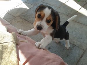 How Much Should I Feed a 4 Month Old Beagle