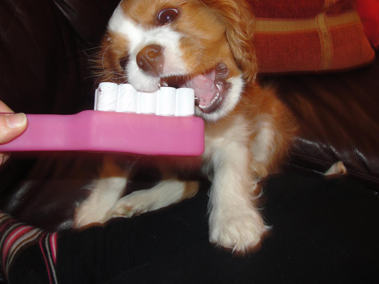 How to Brush Cocker Spaniel Teeth