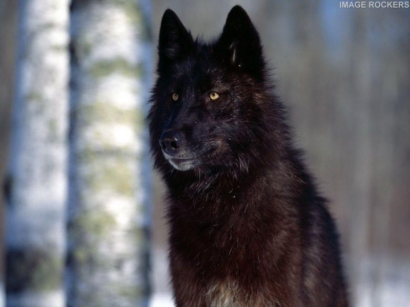 Husky Wolf Mix Black