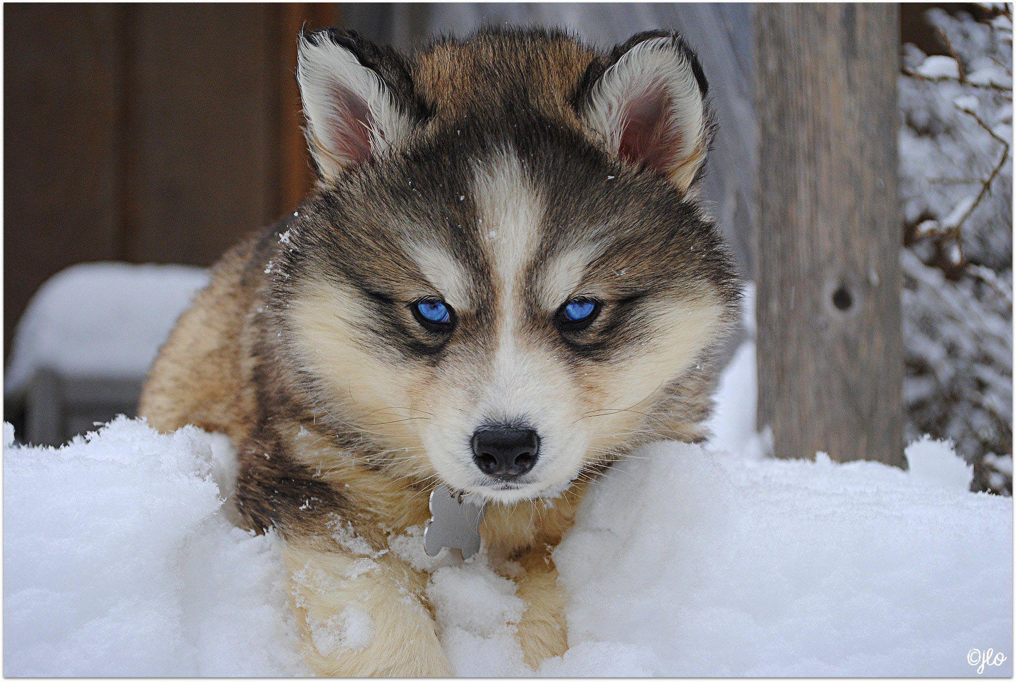 Husky Wolf Mix for Adoption