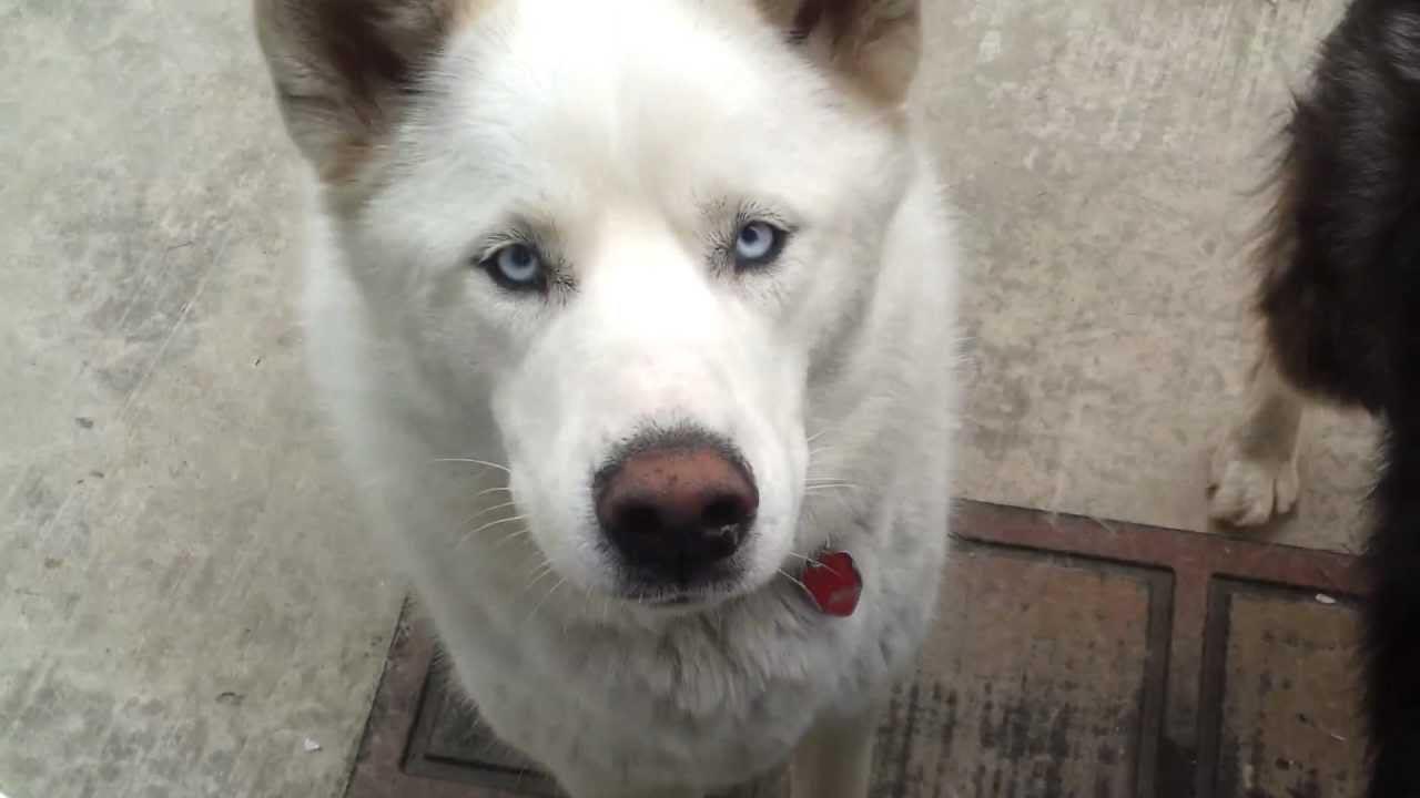 Husky Wolf Mix White