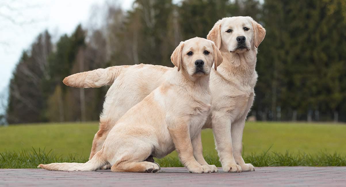 Labrador Dog Pregnancy Duration