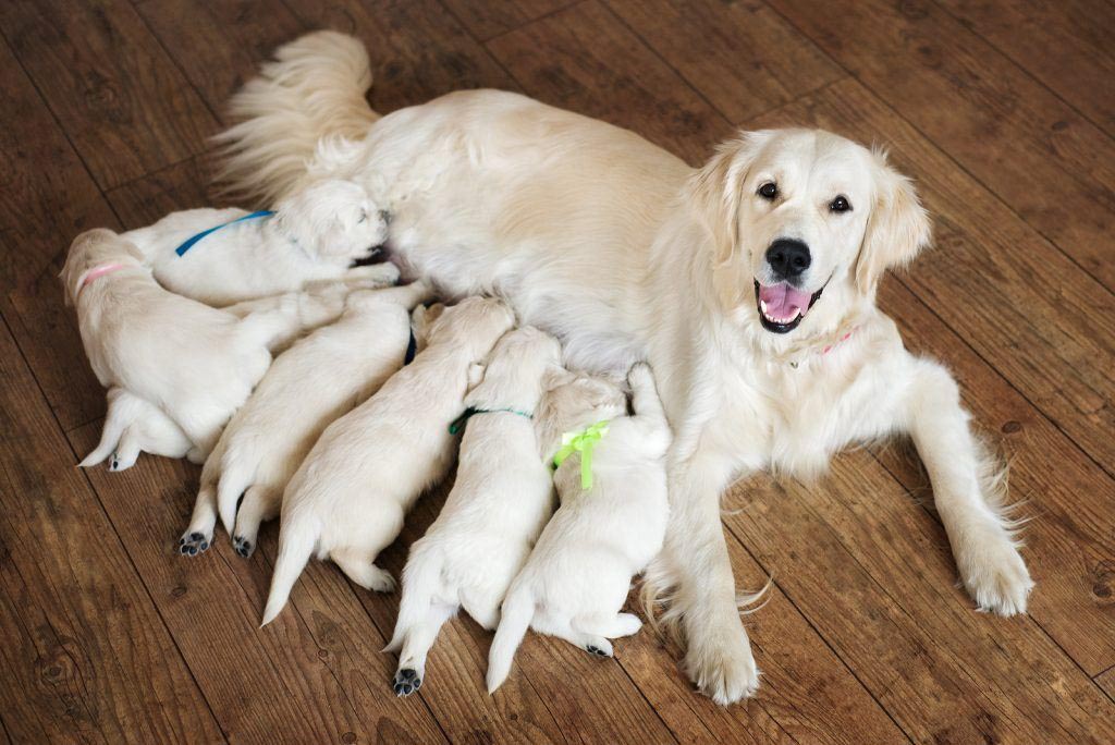 Labrador Dog Pregnancy Period