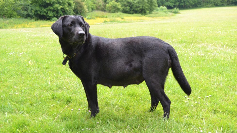 Labrador Dog Pregnancy