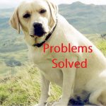 Labrador Dog Skin Problem