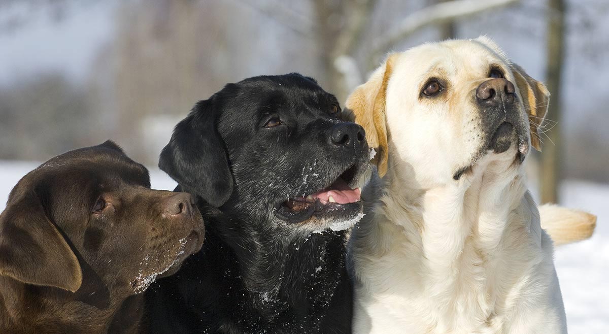 Labrador Retriever Average Neck Size